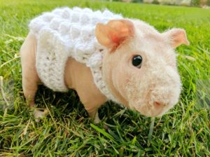 guinea pig in sheep costume