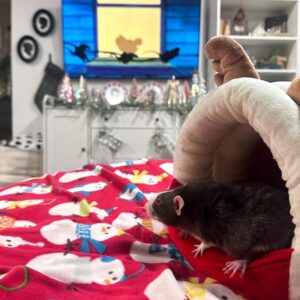 a rat peering from a hidey hut on a couch looking at TV screen