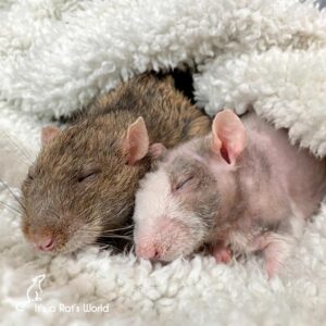 10 Mistakes To Avoid As A Rat Owner – Lafeber Co. – Small Mammals
