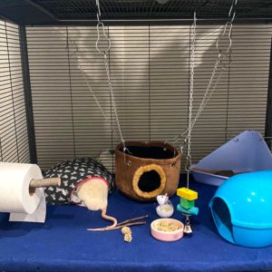 rat cage set up for a senior rat that has all accessories on one level
