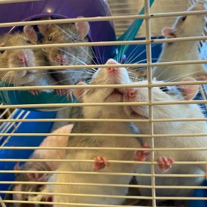 several rats in cage looking to get out