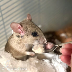 Brisby eating food from a spoon while in her cage