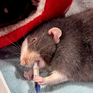rat taking medicine from syringe