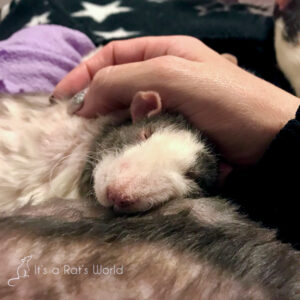 rat penis plug Penis plug? : r/RATS