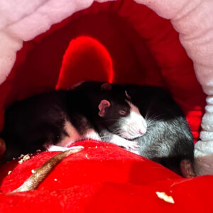 two rats cuddled in hut sleeping