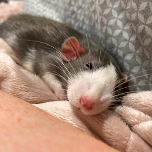 rat snuggling with human