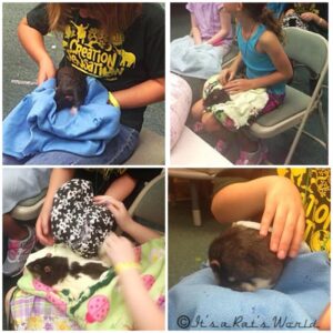 collage of four photos from summer camp where children met pet rats