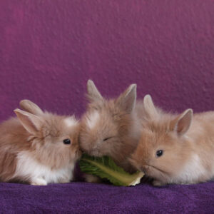 three bunnies eating a lettuce leaf on a purple backdrop