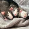 three rats peeking out of a blanket