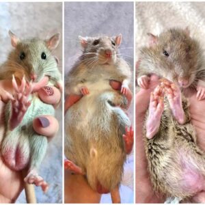 the same rat in three different photos at three different ages