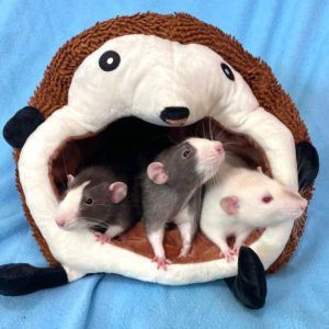 three rats peering out of stuffed hedgehog hidey-house