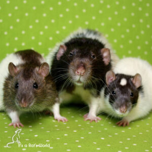 Differences Between Male And Female Pet Rats – Lafeber Co. – Small Mammals