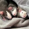 three rats huddled together peeking out from a blanket