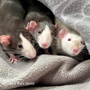 Day One And Beyond With Your Pet Rats – Lafeber Co. – Small Mammals