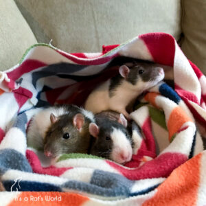 three rats cuddled in a colorful fleece blanket