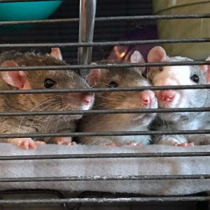 three rats in cage looking out