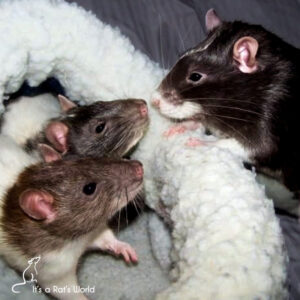 Differences Between Male And Female Pet Rats – Lafeber Co. – Small Mammals