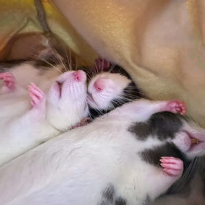 three rats lying on their backs asleep