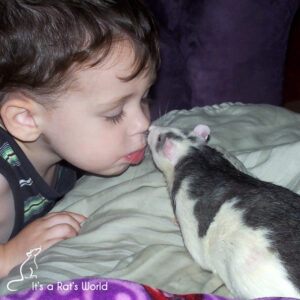 toddler nose to nose with a rat that's on a couch or bed