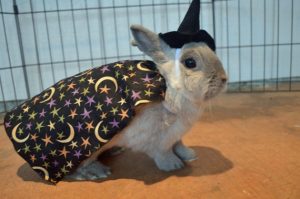 rabbit in witch costume