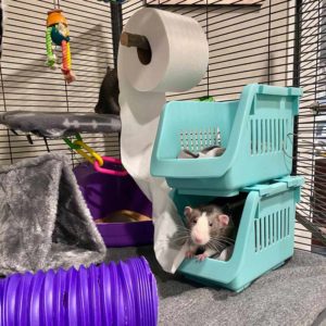 close up on the "bunk beds" and toilet paper roll in the cage for the rats