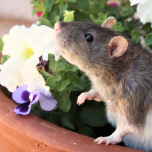 a rat standing beside a potted flower with left paw on edge of pot