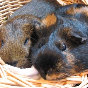 two guinea pigs cuddling