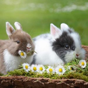 two rabbits outside eating