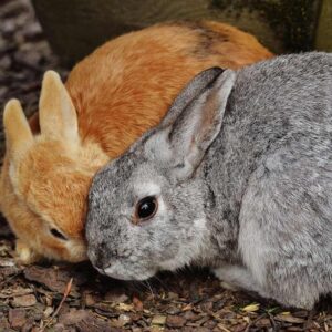 two rabbits rubbing faces