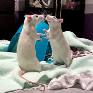 My rats are store fighting