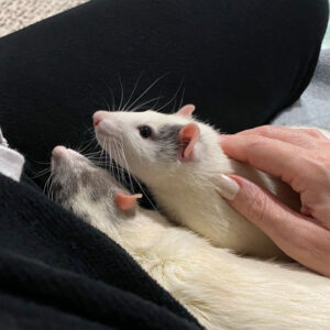 two rats cuddling and getting attention from their owner