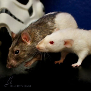 Differences Between Male And Female Pet Rats – Lafeber Co. – Small Mammals