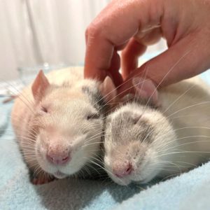 two rats getting finger back rubs