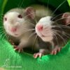 two rats peeking out from the circular door of a green fabric hideaway