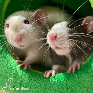 two rats peeking out from the circular door of a green fabric hideaway