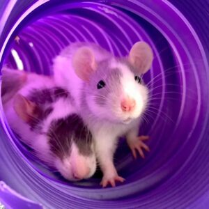 a momma rat and her baby playing inside a plastic tunnel