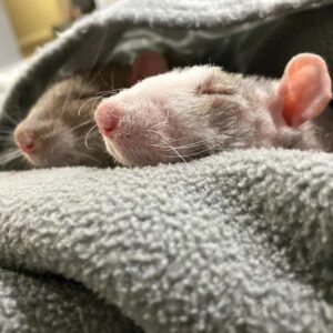 two rats snuggled into a towel outside the cage