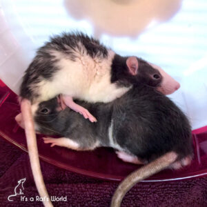 Daily Exercise For Rats – Lafeber Co. – Small Mammals