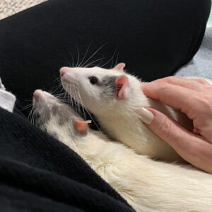 two rats out of cage with one being petted on back