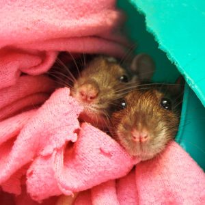 two rats peer out from blanket