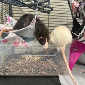 two rats playing on hammock in cage