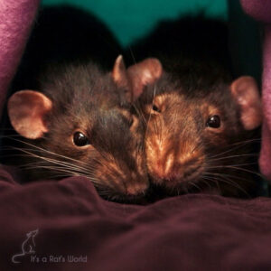 two rats lying on a blanket and snuggling their heads together