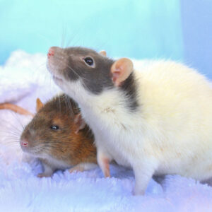 two rats standing together on a plush blanket