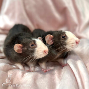 two older rats standing together on pink fabric