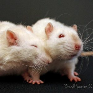 two rats standing