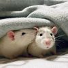 two rats under a blanket, one nudges other's ear