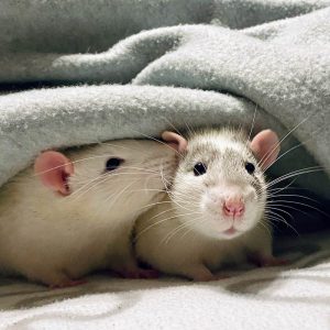  deux rats sous une couverture, l'un pousse l'oreille de l'autre 