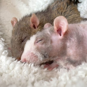 two senior rats snoozing on blanket