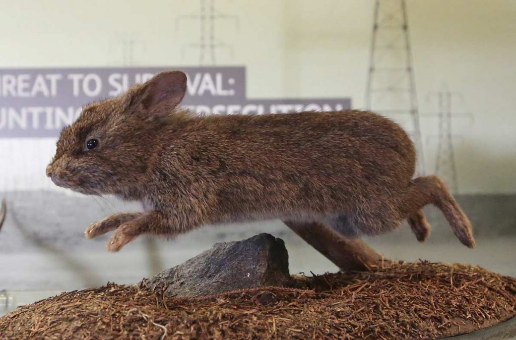 Wild Rabbits In The Rabbit Family Tree – Lafeber Co. – Small Mammals