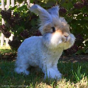 angora dwarf rabbit